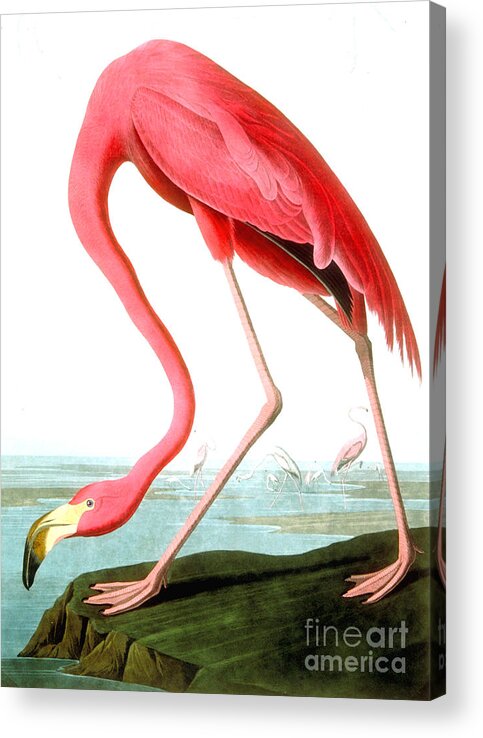 Bird Acrylic Print featuring the painting American Flamingo by John James Audubon
