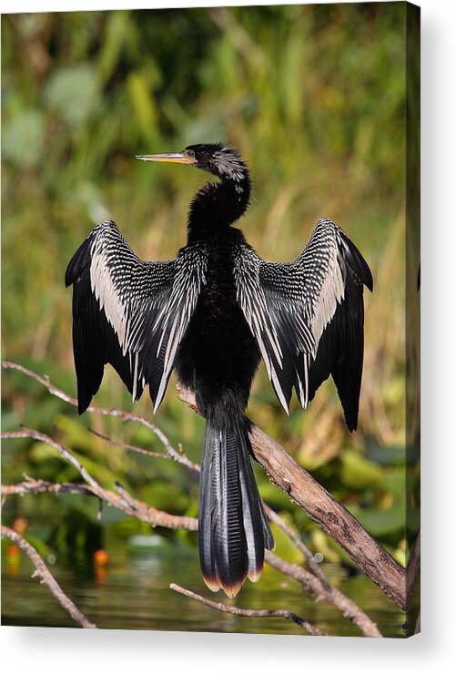 Anhinga Acrylic Print featuring the photograph Anhinga by Bruce J Robinson