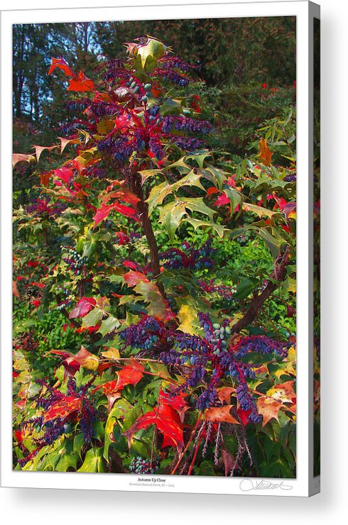 Nature Acrylic Print featuring the photograph Autumn Up-Close by Lar Matre