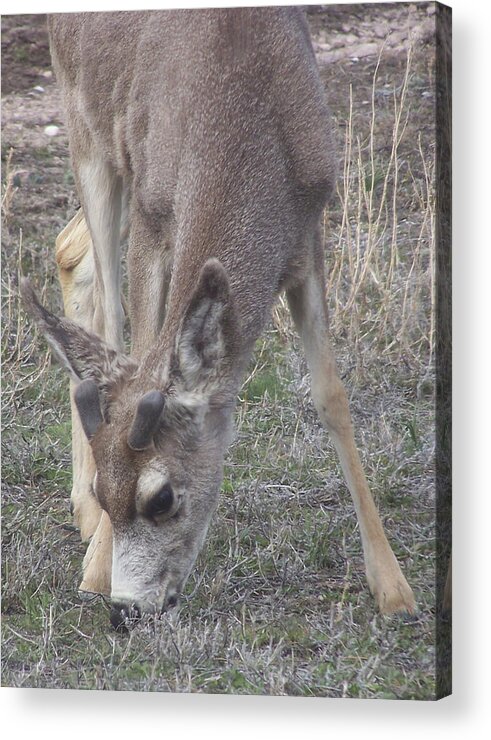 Deer Acrylic Print featuring the photograph Baby Boy by JK Dooley