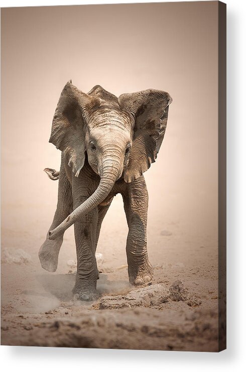 Elephant Acrylic Print featuring the photograph Baby Elephant mock charging by Johan Swanepoel