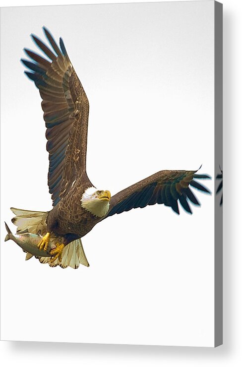 Eagle Acrylic Print featuring the photograph Bald Eagle With Fish by William Jobes
