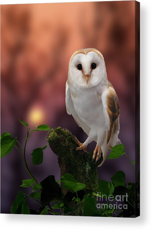 Barn Owl Acrylic Print featuring the photograph Barn Owl at sunset by Warren Photographic