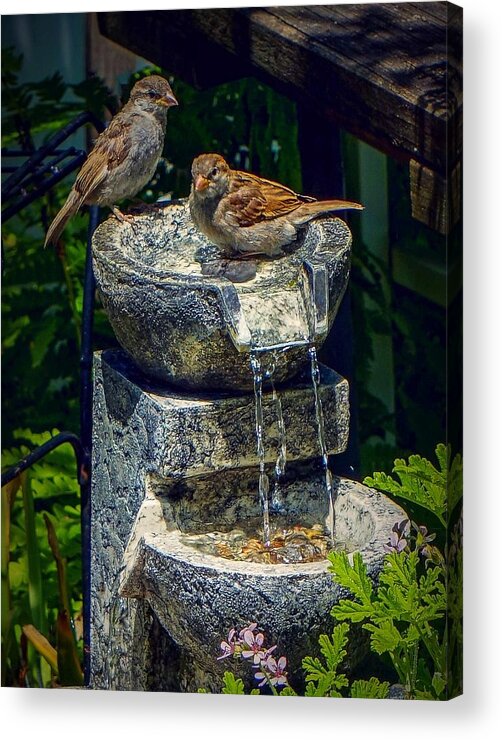  Acrylic Print featuring the photograph Bath time by Kendall McKernon