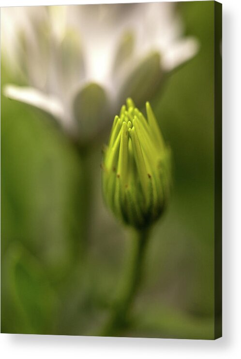 Flower Acrylic Print featuring the photograph Becoming by Bob Cournoyer