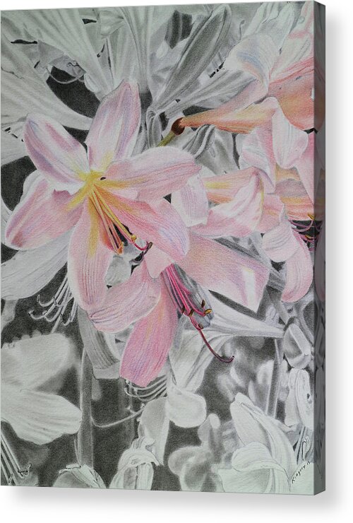 Flowers Acrylic Print featuring the drawing Belladonna Lilies by Scott Kingery