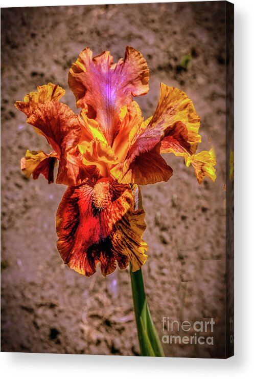 Iris Acrylic Print featuring the photograph Bicolor Beauty by Robert Bales