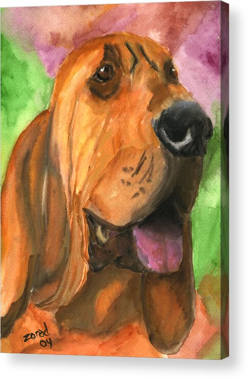 Dog Art Acrylic Print featuring the painting Bloodhound Dog Art by Mary Jo Zorad