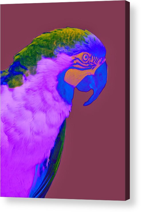 Bird Acrylic Print featuring the photograph Blue and Gold Macaw Sabattier by Bill Barber