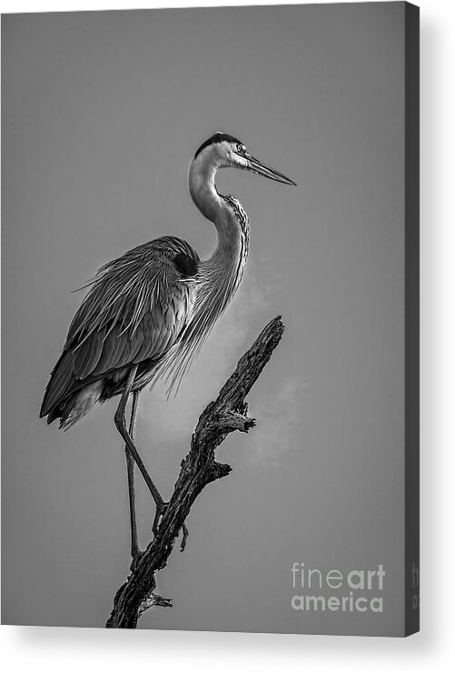 Cove Acrylic Print featuring the photograph Blue In Black-BW by Marvin Spates