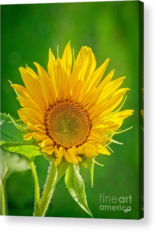 Stunning Acrylic Print featuring the photograph Bright Yellow Sunflower by Alana Ranney