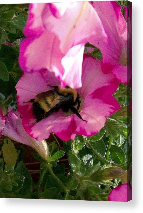 Honey Bee Acrylic Print featuring the photograph Busy Bumble Bee by Sharon Duguay