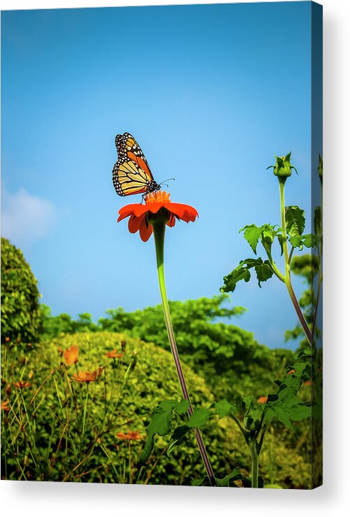 Butterflies Acrylic Print featuring the photograph Butterfly Perch by Daniel Murphy
