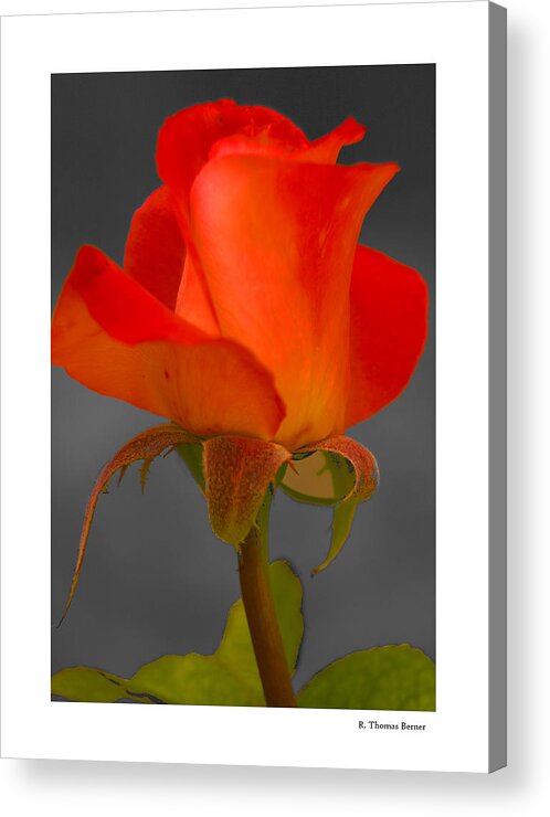  Acrylic Print featuring the photograph By Any Other Name by R Thomas Berner