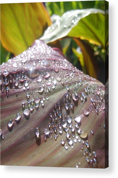 Leaves Acrylic Print featuring the photograph Canna Shine by Barbara White