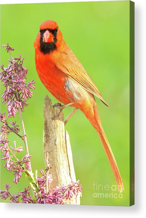 Bird Acrylic Print featuring the photograph Cardinal Flowery Perch by Max Allen