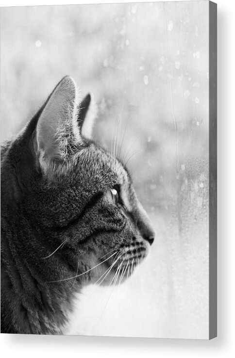 Animal Acrylic Print featuring the photograph November rain by Helga Novelli