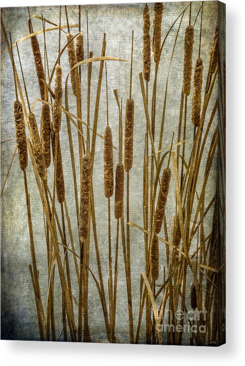 Cattails Acrylic Print featuring the photograph Cattails by Tamara Becker