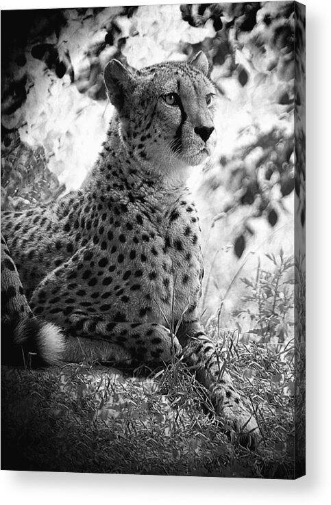 Cheetah B&w Acrylic Print featuring the photograph Cheetah B W, Guepard Black And White by Jean Francois Gil