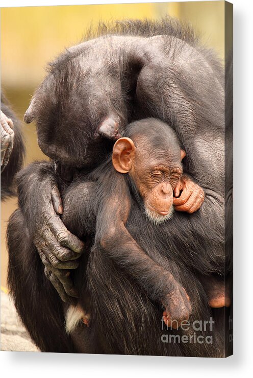 Baby Acrylic Print featuring the photograph Chimpanzee Mother And Baby by Max Allen