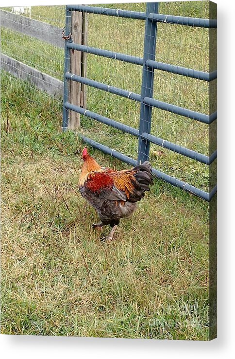Chicken Acrylic Print featuring the photograph Colorful Chicken by Anita Adams