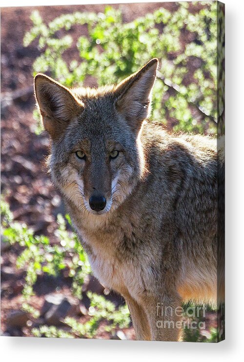 Coyote Acrylic Print featuring the photograph Coyote Stare by Ruth Jolly