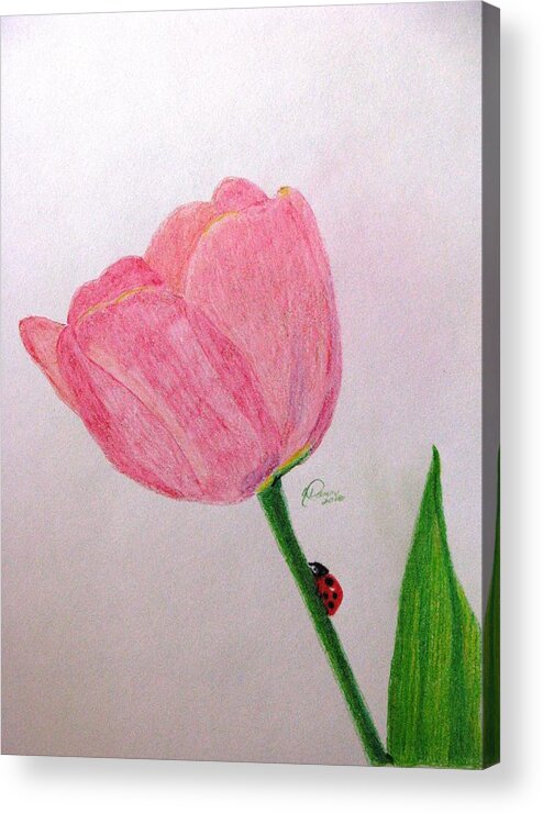 Pink Tulip Paintings Acrylic Print featuring the drawing Dawn In The Garden by Angela Davies