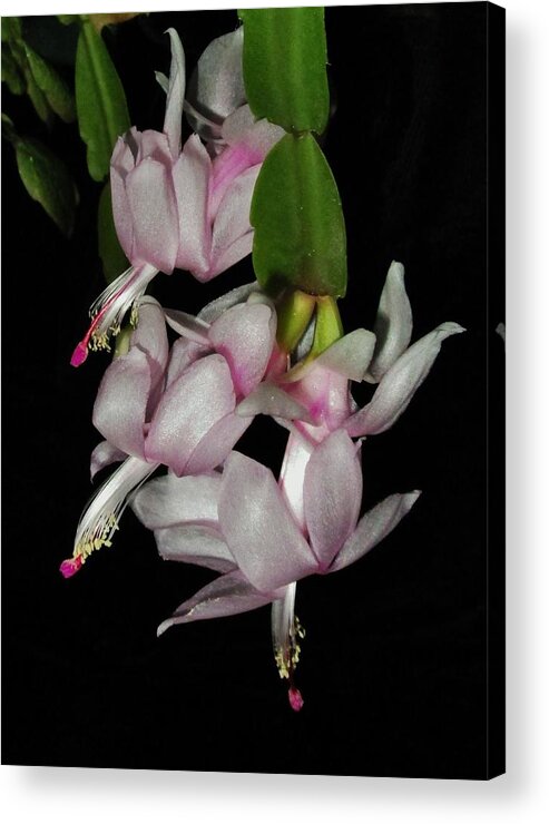 Christmas Cactus Acrylic Print featuring the photograph Delicate Floral Dance by Sharon Ackley
