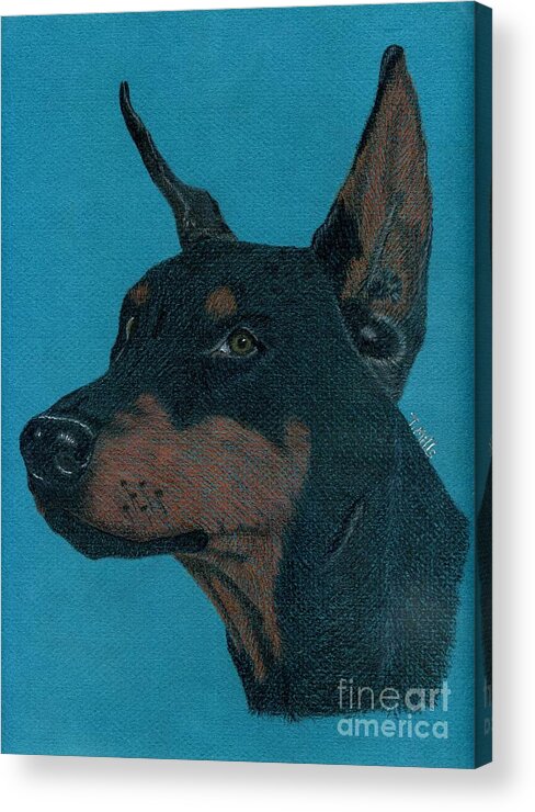 Dog Acrylic Print featuring the drawing Doberman Pincher by Terri Mills