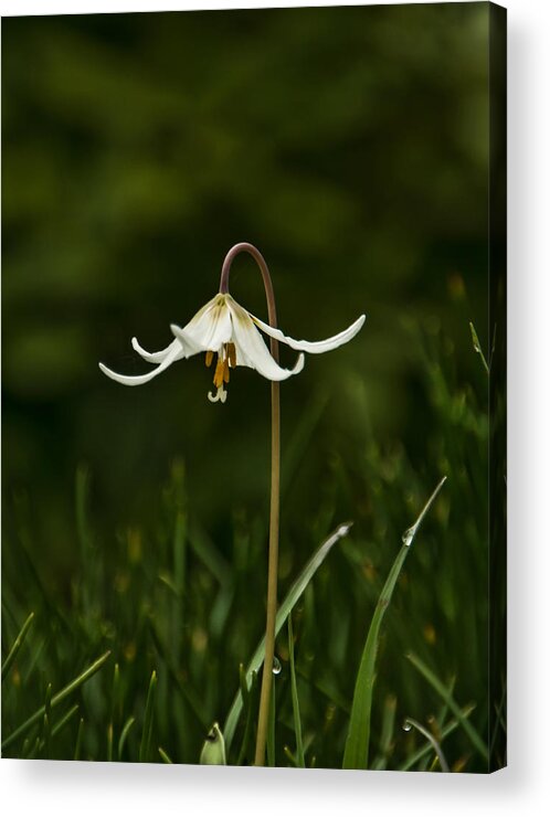 Easter Lilies Acrylic Print featuring the photograph Easter Lily Flower by Marilyn Wilson