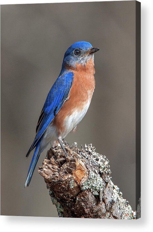 Nature Acrylic Print featuring the photograph Eastern Bluebird DSB0291 by Gerry Gantt
