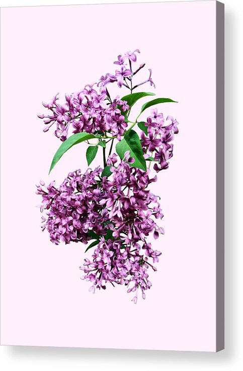 Lilacs Acrylic Print featuring the photograph Elegant Lilacs by Susan Savad