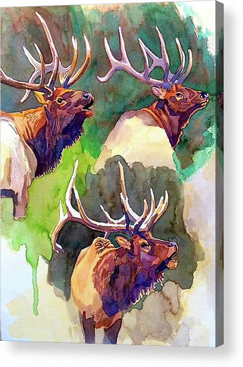 Art Acrylic Print featuring the painting Elk Studies by Dan Miller