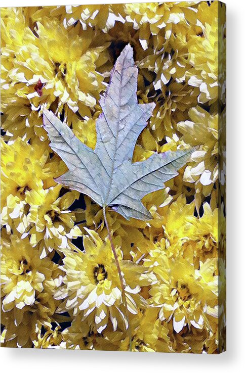 Mums Acrylic Print featuring the photograph Fallen leaf on mums by Steve Karol