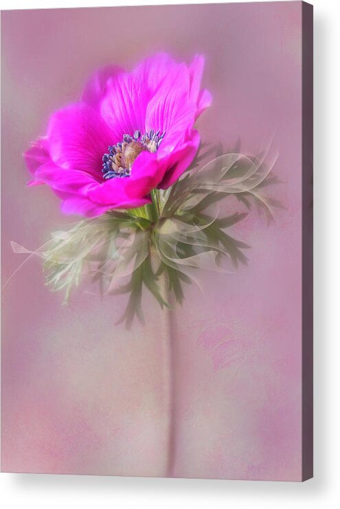 Flower Acrylic Print featuring the photograph For my valentine. by Usha Peddamatham