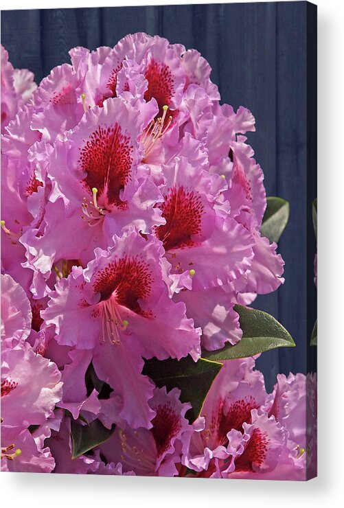 Pink Flower Acrylic Print featuring the photograph Frilly Pink Rhododendron by Gill Billington