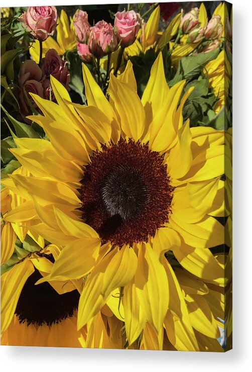 Sunflower Acrylic Print featuring the photograph Full Sun by Arlene Carmel