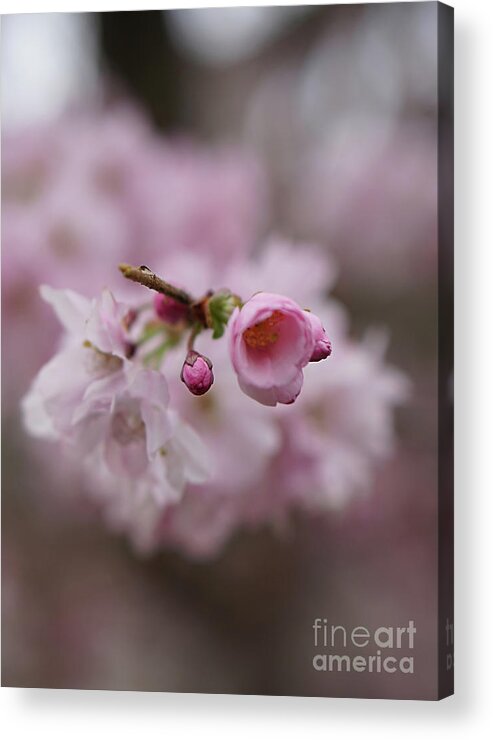 Cherry Blossom Acrylic Print featuring the photograph Geisha by Jasna Buncic