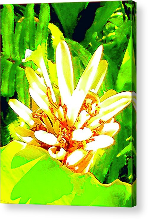 #flowersofaloha #flowers # Flowerpower #aloha #hawaii #aloha #puna #pahoa #thebigisland #gingerinpink #ginger -#pink Acrylic Print featuring the photograph Ginger in Pink by Joalene Young