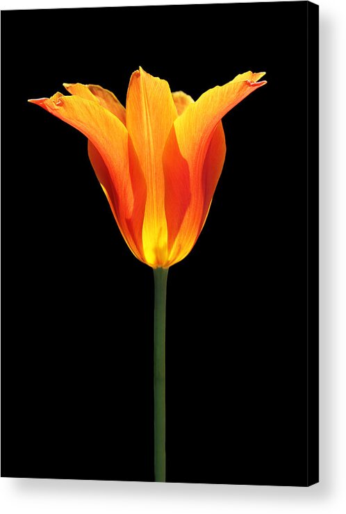 Tulip Acrylic Print featuring the photograph Glowing Orange Tulip Flower by Jennie Marie Schell