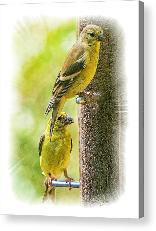 Feeder Acrylic Print featuring the photograph Goldfinches by Constantine Gregory