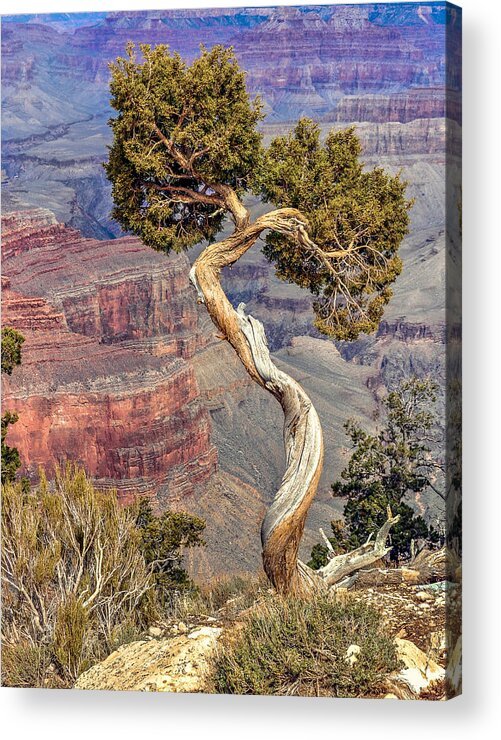 Grand Canyon Acrylic Print featuring the photograph Grand Canyon Cedar by David Meznarich