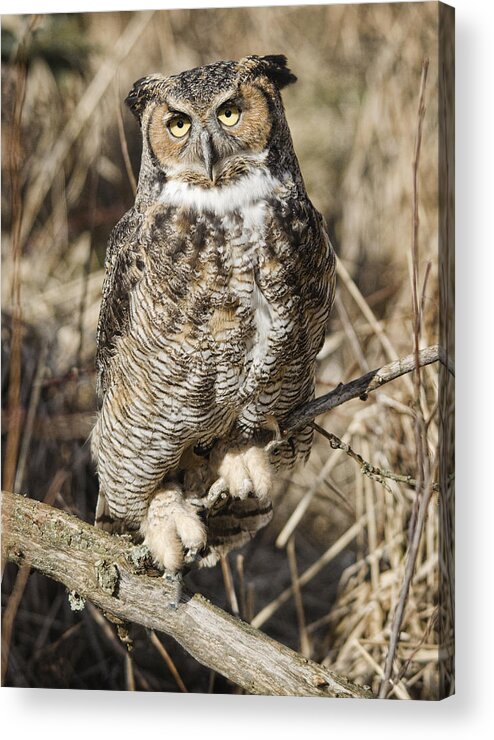 Great Horned Owl Acrylic Print featuring the photograph Great Horned Owl by Wade Aiken