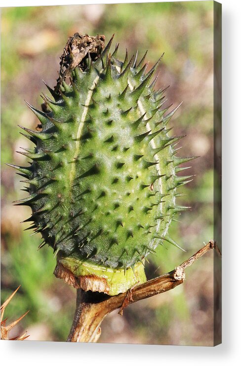 Plant Acrylic Print featuring the photograph Green Thorn Apple by William Selander