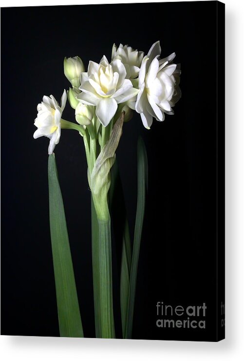 Photograph Acrylic Print featuring the photograph Grow Tiny Paperwhites Narcissus Photograph by Delynn Addams by Delynn Addams