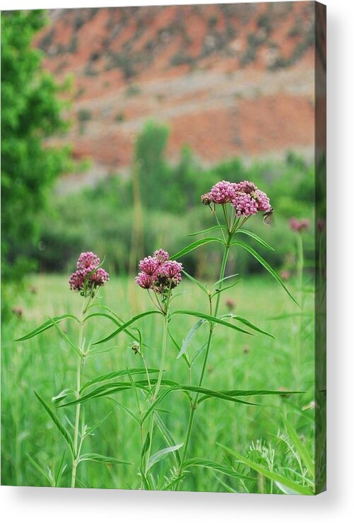 Dinosaur National Monument Acrylic Print featuring the photograph Heat Retreat by Brad Hodges