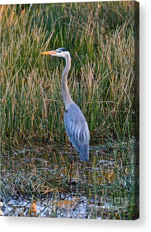 Heron Acrylic Print featuring the photograph Heron At Sunset by Carol Bradley