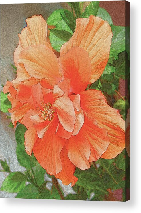 Flower Acrylic Print featuring the painting Hibiscus flower by John Dyess