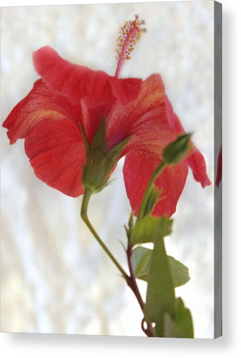 Hibiscus Acrylic Print featuring the photograph Hibiscus by Terence Davis