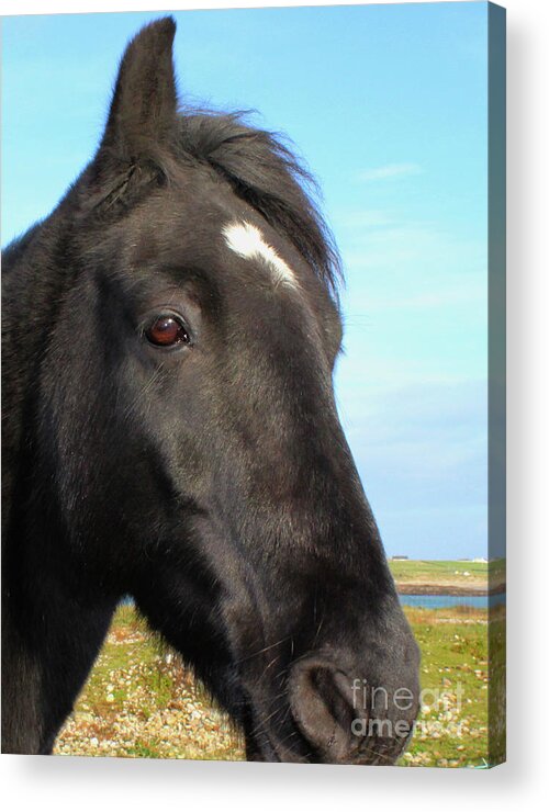 Horse Acrylic Print featuring the photograph Horsey Donegal by Eddie Barron